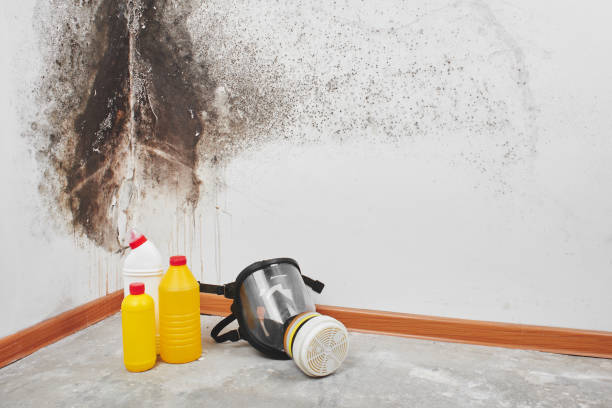 Best Fast Mold Removal  in Mill Plain, CT