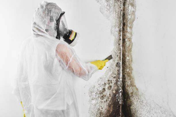 Best Local Mold Removal Service  in Mill Plain, CT