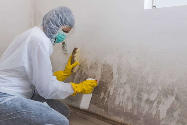 Office Mold Removal Services in Mill Plain, CT