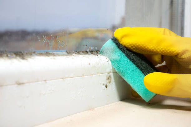 Best Mold Remediation  in Mill Plain, CT