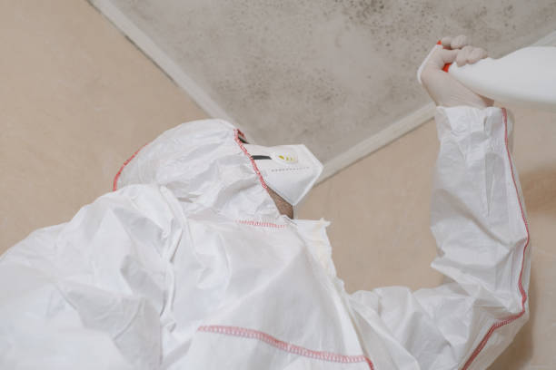 Best Home Mold Removal  in Mill Plain, CT
