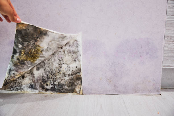 Best Home Mold Removal  in Mill Plain, CT